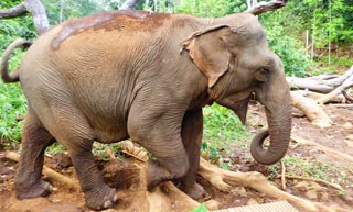 A great place to see elephants in their natural forest habitat