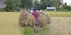 Chilled riverside town, good base to explore rural Cambodia landscape and life