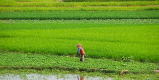 Quiet rural lakeside town, great base for a trip to Phnom Da and Angkor Borei