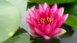 A sleepy ancient city, packed with temples & relics of Thailand's historic past